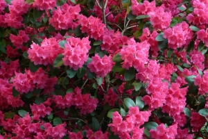 Azalea (Rhododendron) 'Rosy Lights' New 2022 